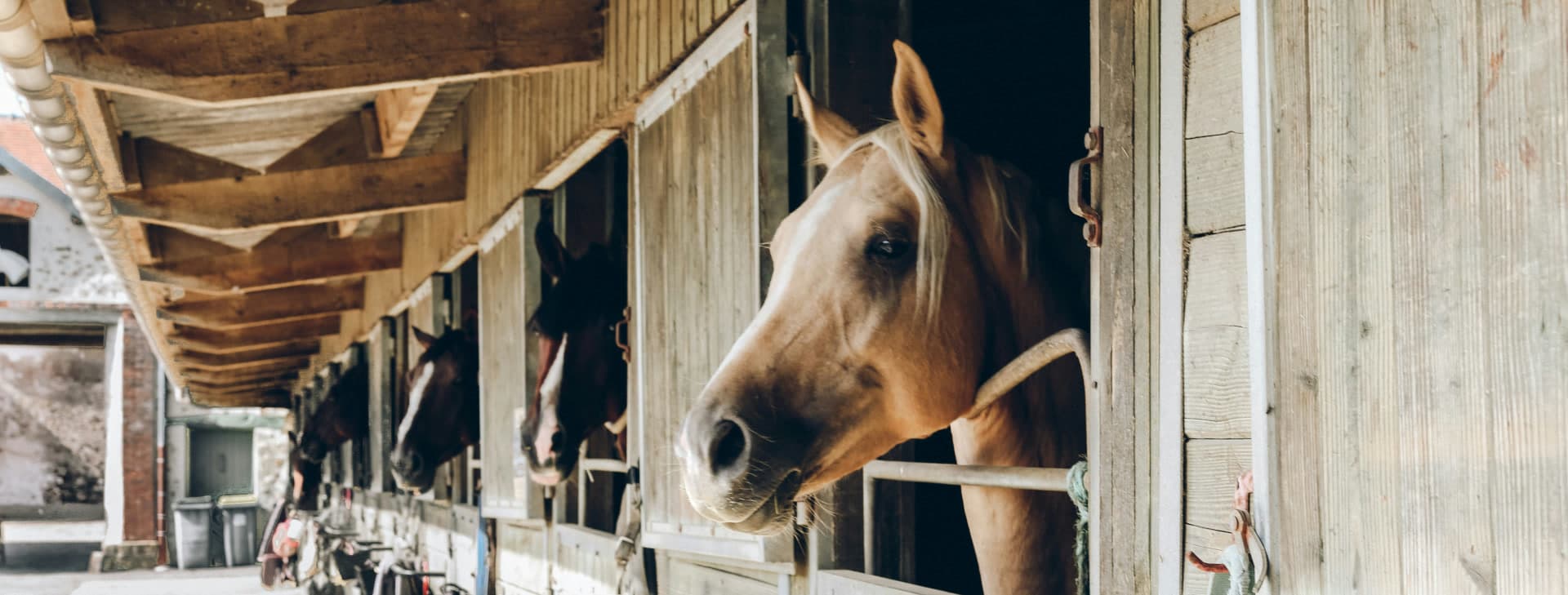 Horse owner and horse in a warm, organised care setting.
